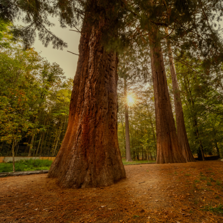RED SEQUOIA – Ulei Esențial Lemnos, Elegant și Masculin
